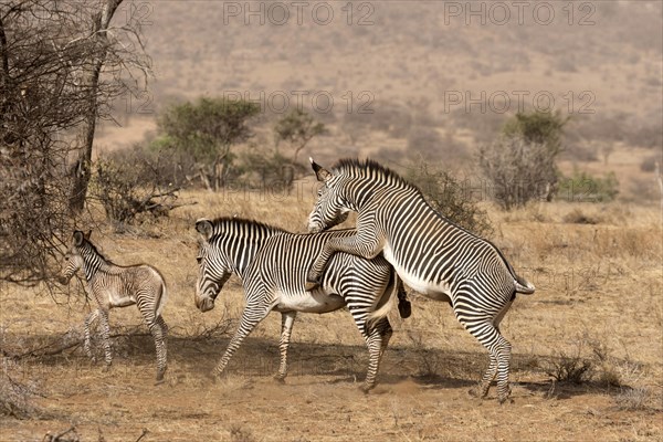 Grevy's Zebras (Equus grevyi)