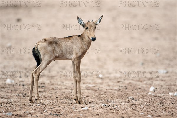 Red Hartebeest (Alcelaphus buselaphus caama) calf