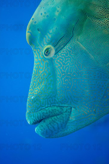 Humphead Wrasse (Cheilinus undulatus)