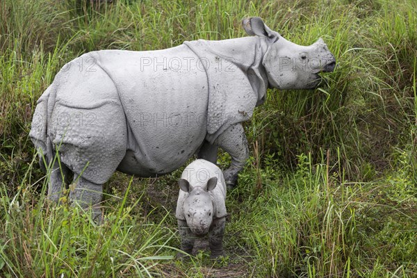 Indian rhinoceroses (Rhinoceros unicornis)