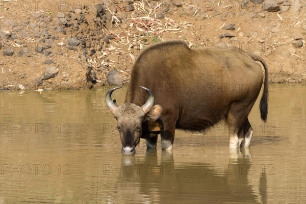 Gaur (Bos gaurus)