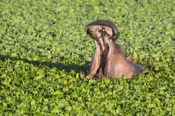 Hippopotamus (Hippopotamus amphibius) with open mouth displaying dominance in a pond covered with water lettuce