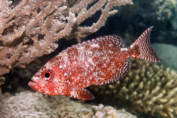 Bloch's bigeye (Priacanthus blochii)