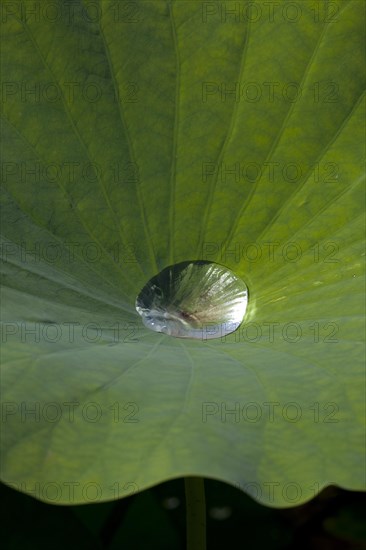 Indian Lotus (Nelumbo nucifera)