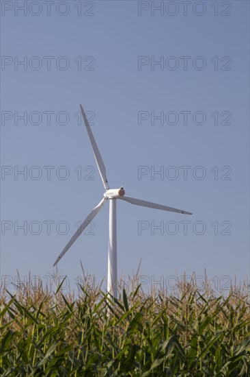 Wind turbine behind a maize field