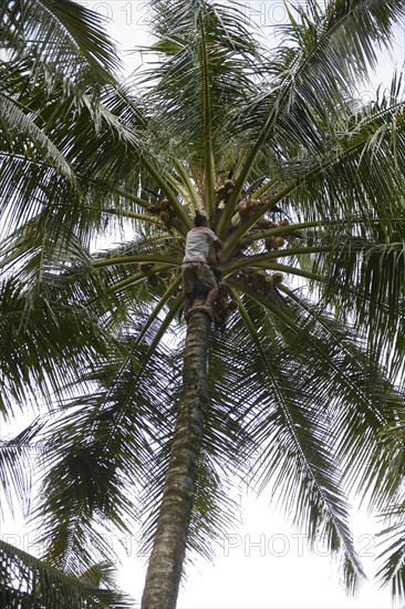 Man harvesting coconuts