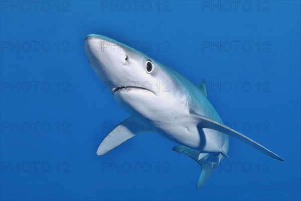 Blue shark (Prionace glauca)