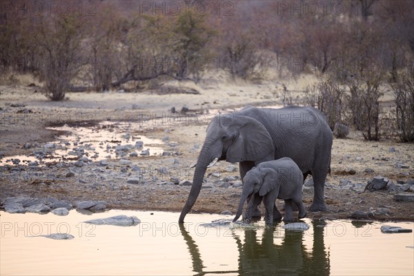 African elephants (Loxodonta africana)