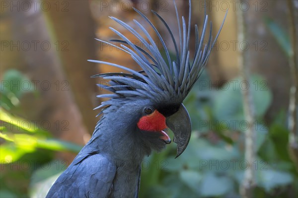 Palm Cockatoo or Great Palm Cockatoo (Probosciger aterrimus)