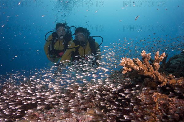 Divers watching a school of Pigmy Sweepers (Parapriacanthus ransonneti)