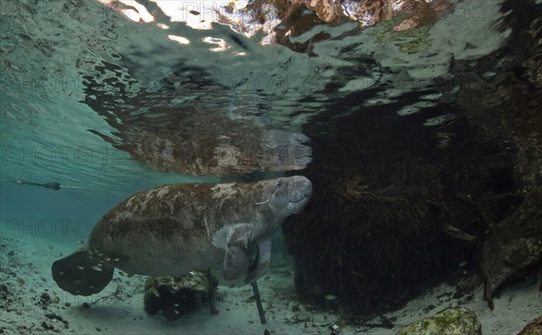 West Indian Manatee (Trichechus manatus)