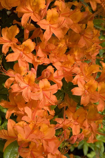 Orange flowering Rhododendron (Rhododendron molle)