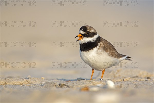 Ringed Plover (Charadrius hiaticula)