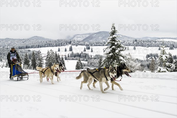 Sleddog World Championship 2015