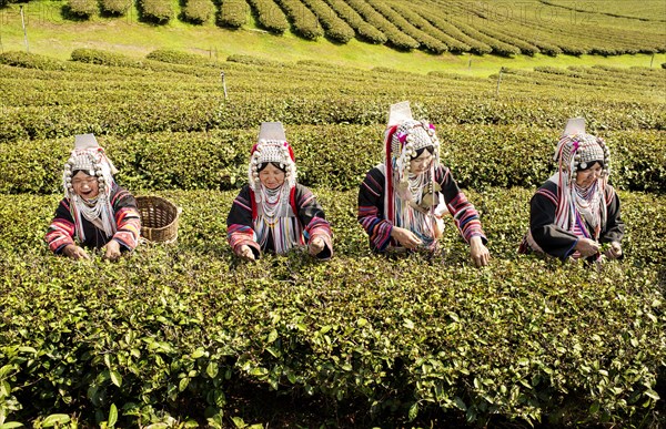 Akha hill tribe women picking tea