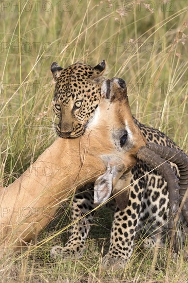 African Leopard (Panthera pardus pardus) adult