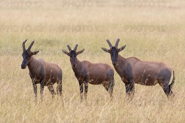 Topis (Damaliscus lunatus jimela)