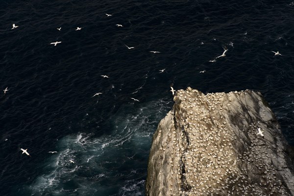 Northern Gannet (Morus bassanus) colony