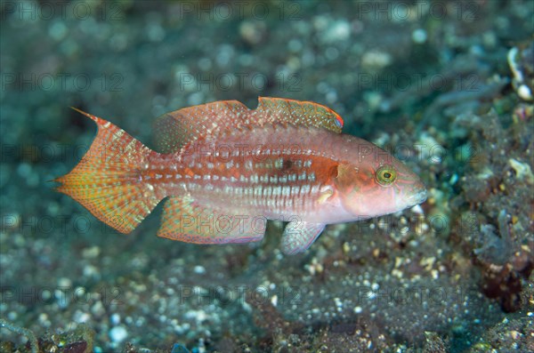 Twospot Wrasse (Oxycheilinus bimaculatus)