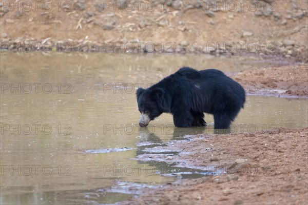 Sloth bear (Melursus ursinus)