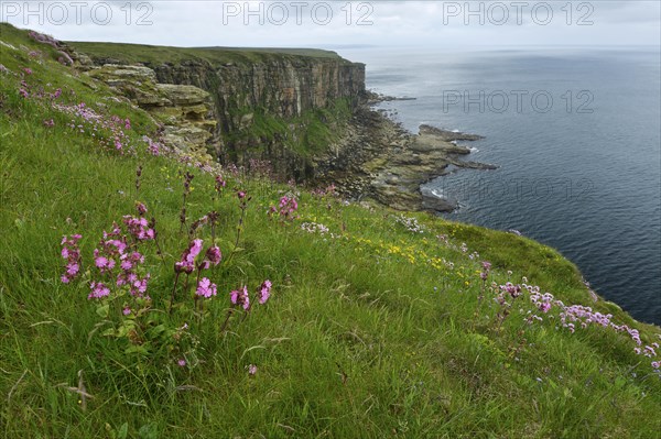 Dunnet Head