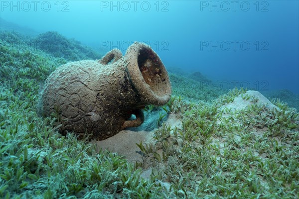 Amphora on seagrass meadow