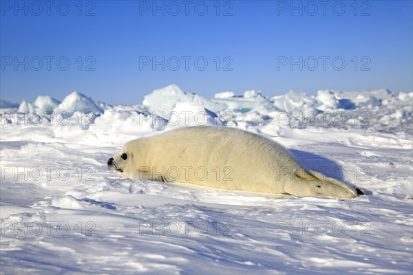 Harp seal (Pagophilus groenlandicus