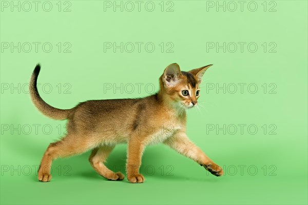 Abyssinian kitten