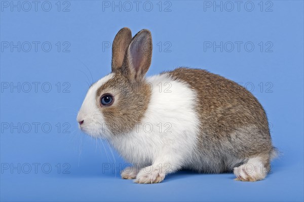 Dutch rabbit