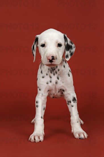 Dalmatian