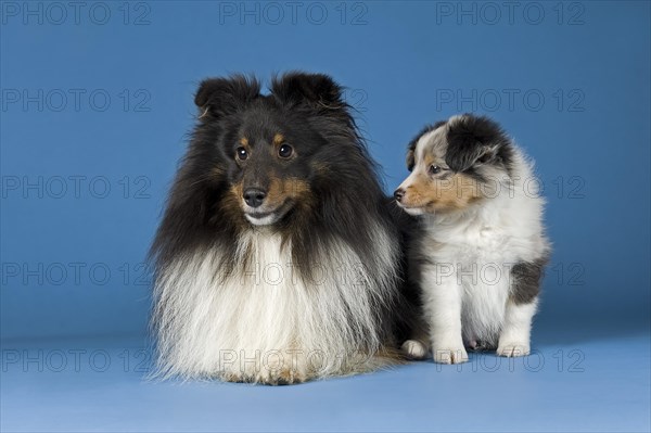 Shetland Sheepdogs