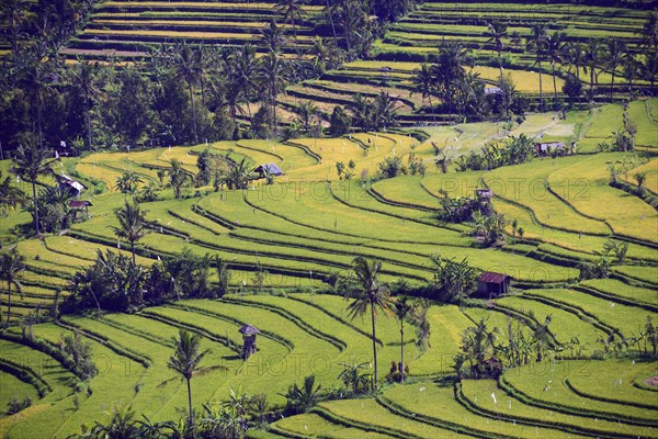 Rice paddies and rice terraces