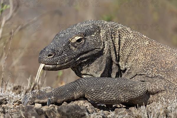 Komodo Dragon (Varanus komodoensis) darting its tongue