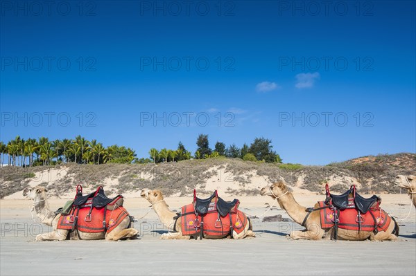 Camels prepared for tourists on Cable Beach
