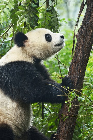 Giant Panda (Ailuropoda melanoleuca)