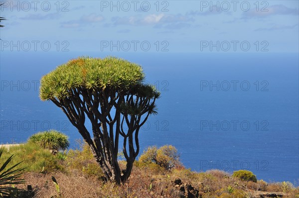 Canary Islands Dragon Tree or Drago (Dracaena draco)
