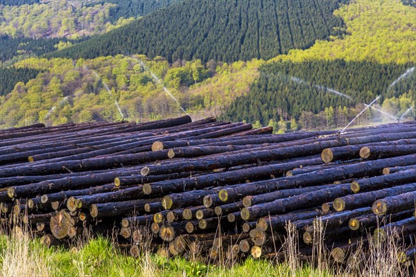 Felled spruce trees