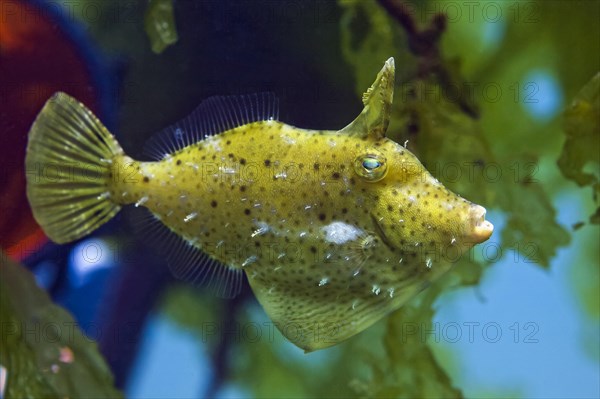 Korean black scraper (Thamnaconus modestoides)