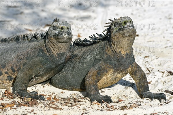 Marine Iguanas (Amblyrhynchus cristatus)