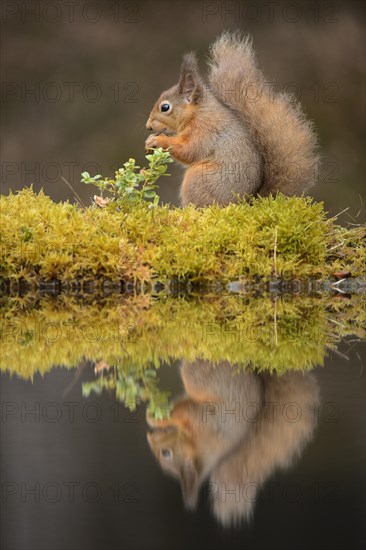 Eurasian Red Squirrel (Sciurus vulgaris) adult