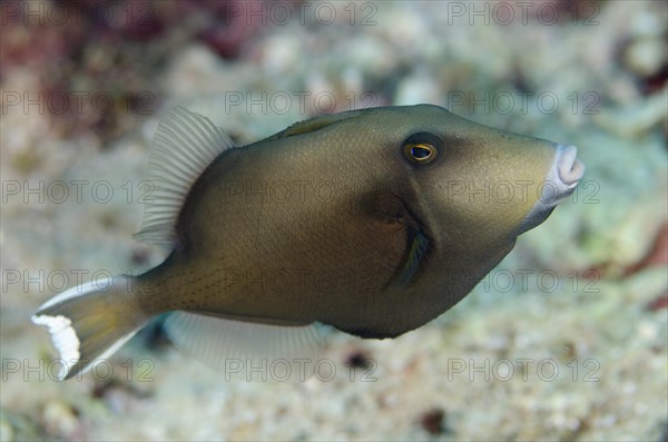 Flagtail Triggerfish (Sufflamen chrysopterum)