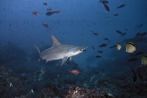 Scalloped Hammerhead Shark (Sphyrna lewini)