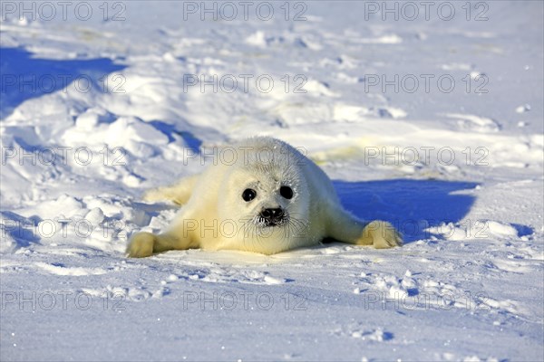 Harp Seal or Saddleback Seal (Pagophilus groenlandicus