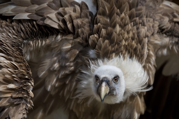 Griffon Vulture (Gyps fulvus)