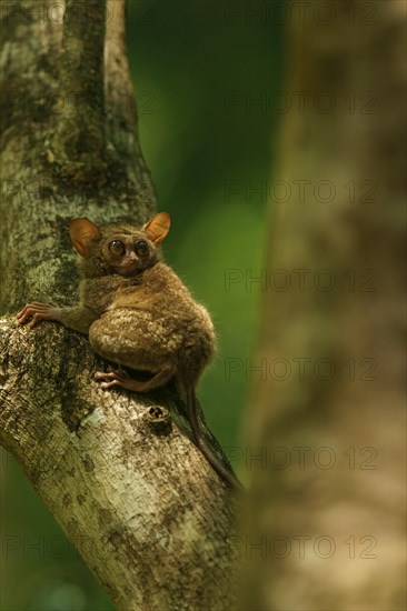 Spectral Tarsier (Tarsius spectrum