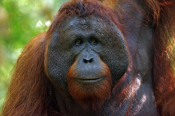 Bornean Orangutan (Pongo pygmaeus)