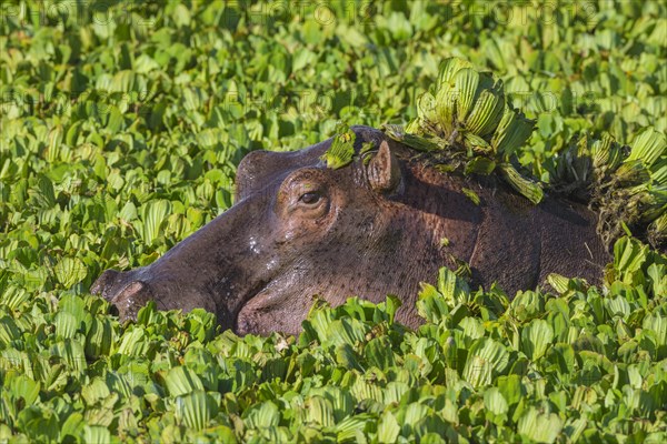 Hippopotamus (Hippopotamus amphibius) in a pond covered with water lettuce