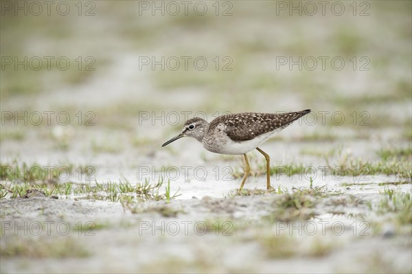 Wood Sandpiper (Tringa glareola)