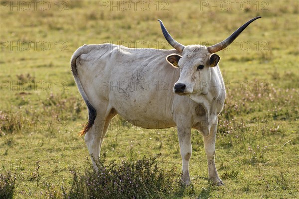 Grey Hungarian Grey cattle