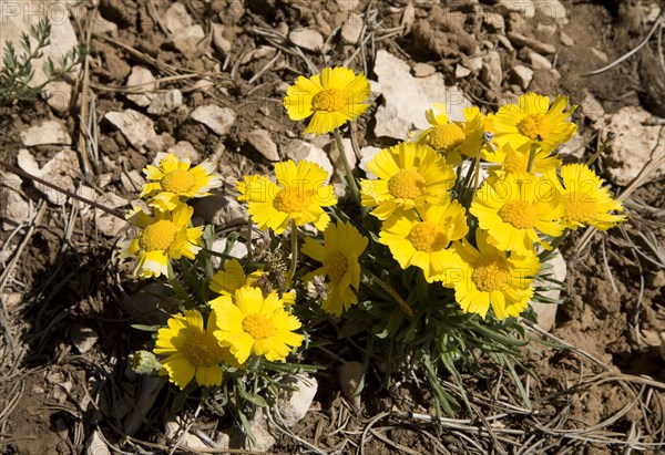 Stemless Four-nerve Daisy (Hymenoxys acaulis)